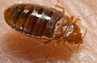 Expert Bed Bug Exterminator Calgary
